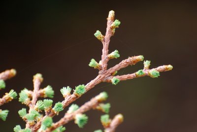 Larix kaempferi 'Blue Dwarf' - modřín japonský - jehlice pupeny